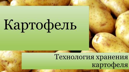 Хранение картофеля: способы и условия, чтобы правильно сохранить клубни, режимы и методы для столового вида, технология, в сарае зимой, в черных пакетах