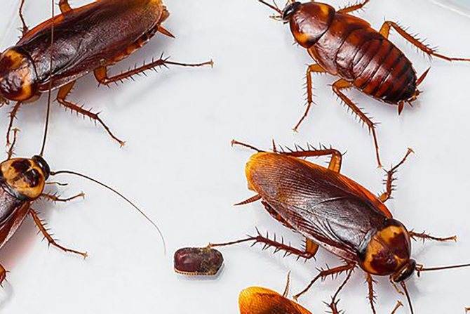 Черные тараканы в квартире: откуда берутся и как избавиться