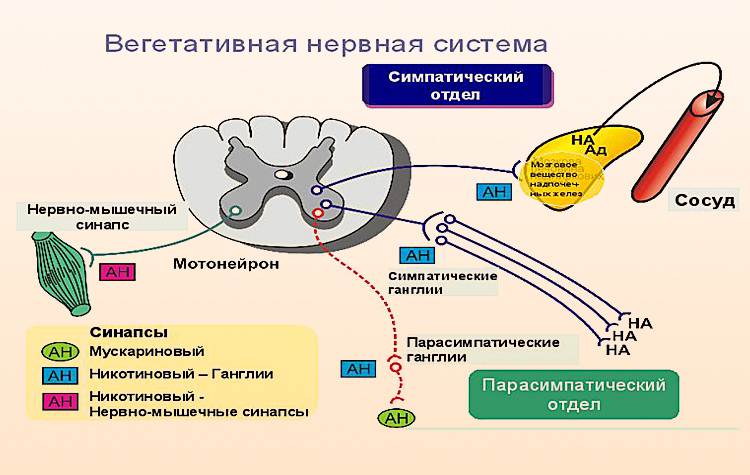 Вегетативная и соматическая нервная система рисунок