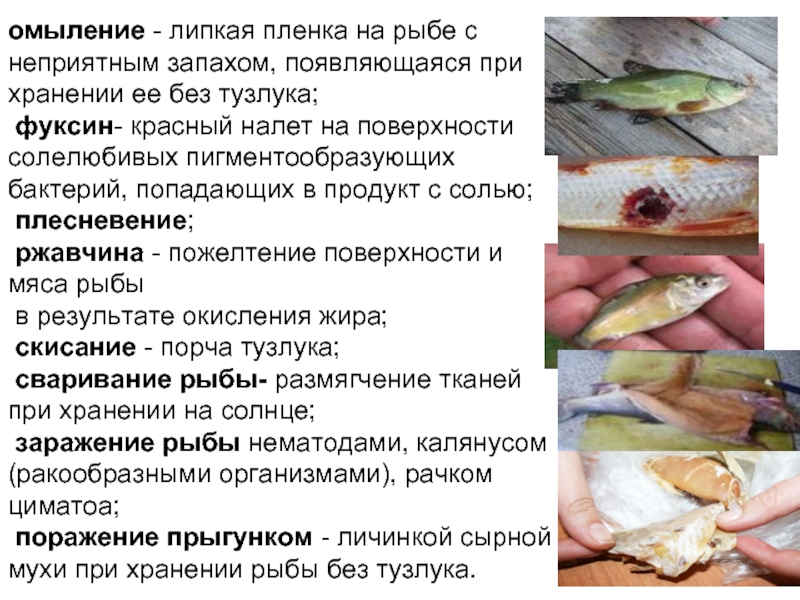 Как избавиться от запаха рыбы в квартире, на различных поверхностях, а также на руках