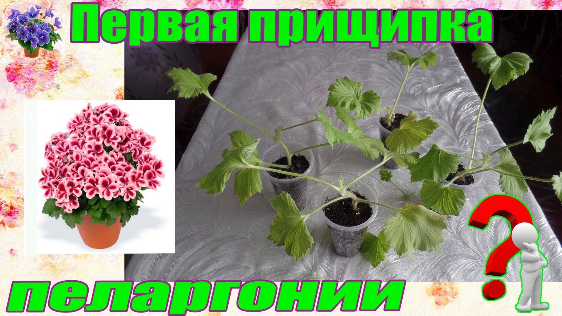Пеларгония зональная: как выращивать в саду, сорта и фото