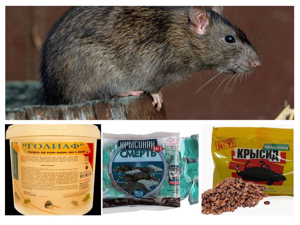 Как избавиться от крыс в частном доме навсегда народными средствами