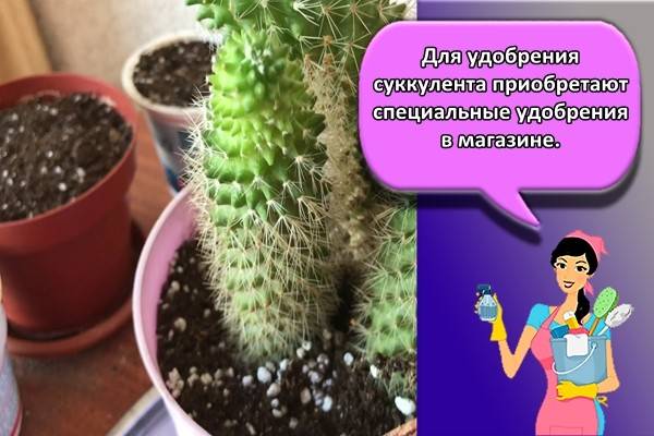 Как ухаживать за кактусом маммиллярия? популярные виды и советы по выращиванию