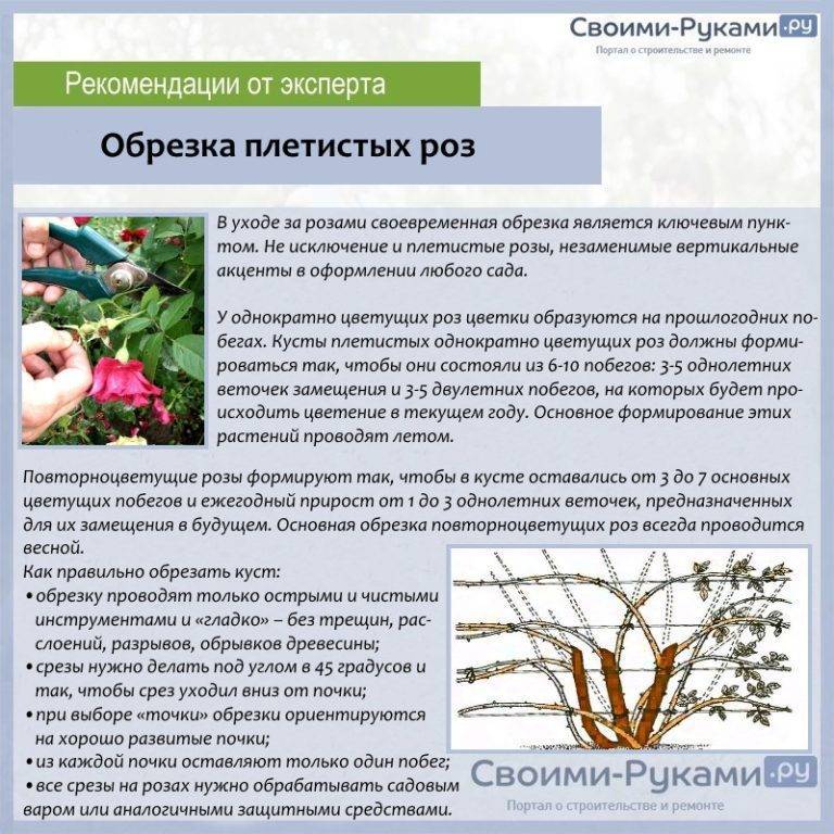 Бордюрные розы: описание, посадка и уход за растением