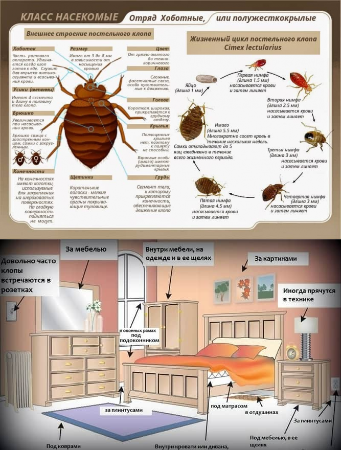 Маленькие коричневые жучки в квартире, фото и названия: как избавиться от насекомых?