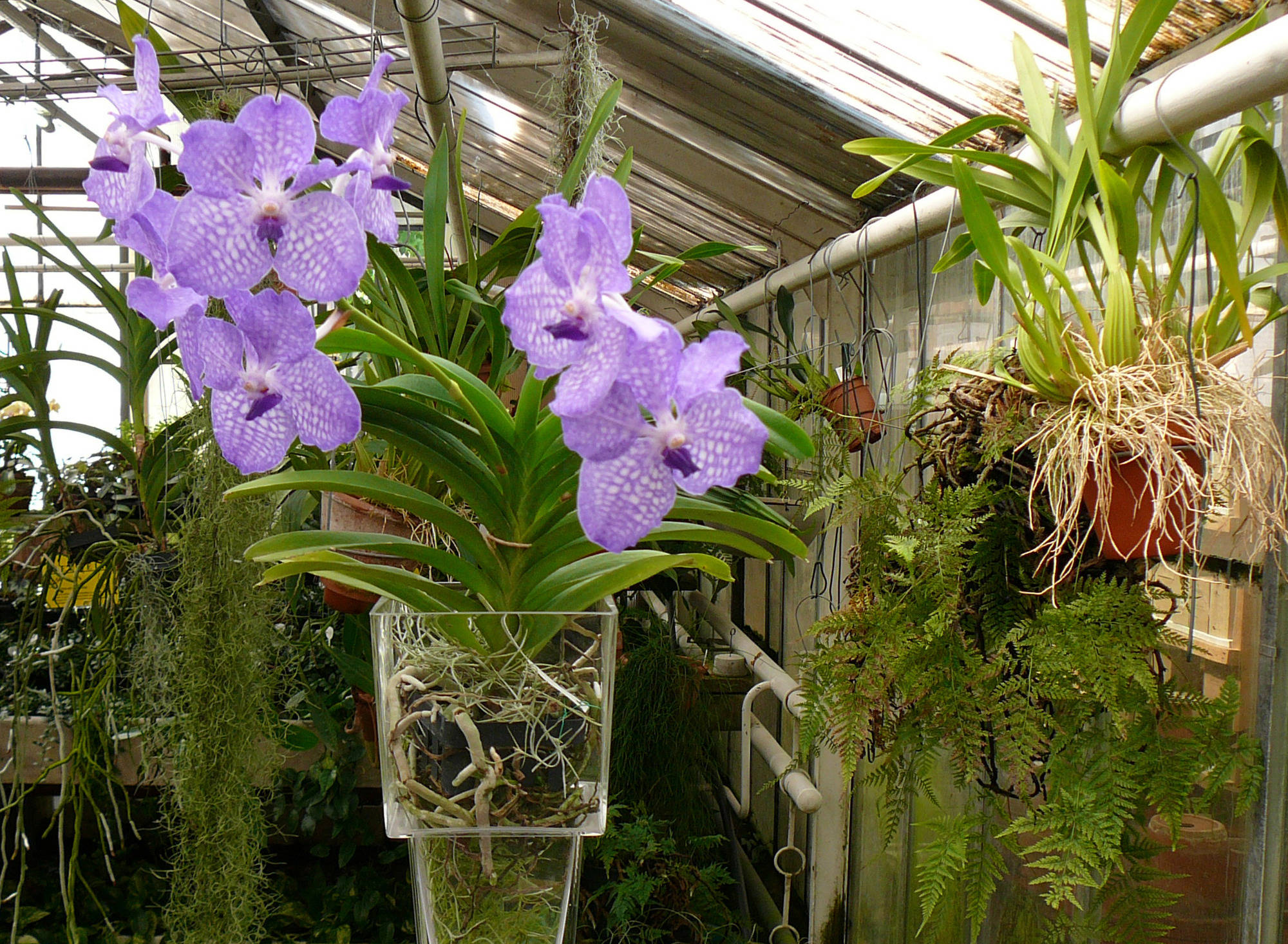 Орхидея ванда: уход в домашних условиях с фото и видео, посадка и уход, выращивание в стеклянной колбе, размножение семенами, а также реанимация