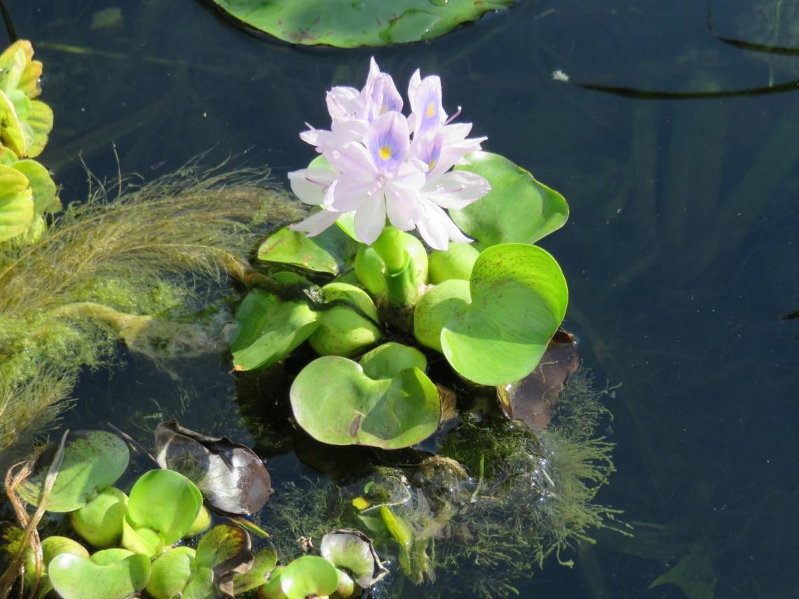 Как вырастить водяной гиацинт в пруду. требования к уходу