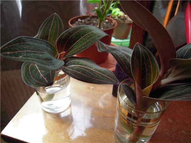 Лудизия (лудисия): уход за орхидеей в домашних условиях