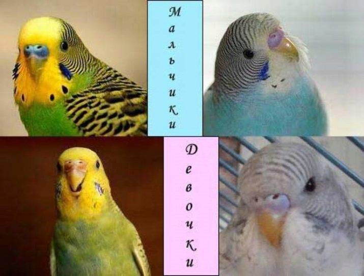 Как отличить волнистого попугая мальчика от девочки
