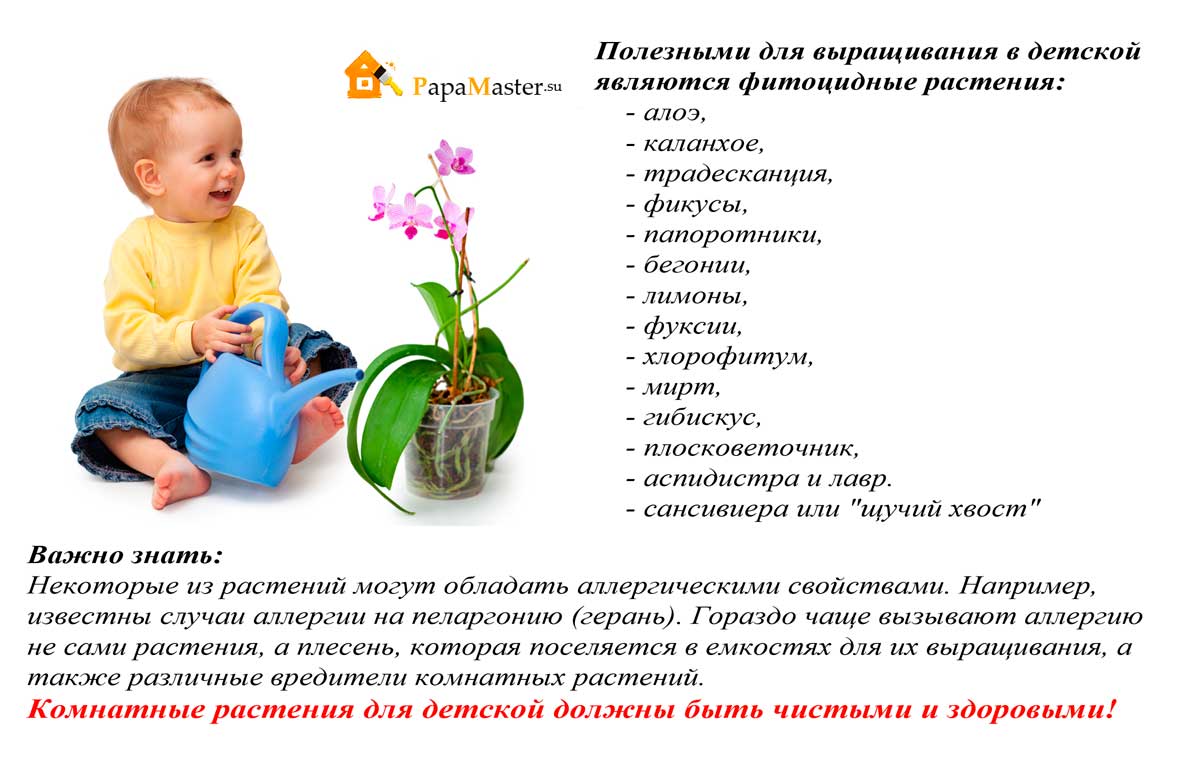 Растения для детской комнаты: топ-10 цветов с их фото, которые можно поставить в детскую