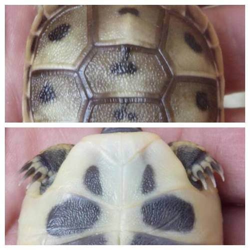 Красноухие черепахи — как определить возраст и пол правильно?