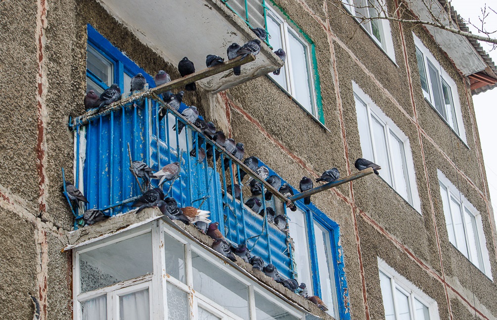 Как избавиться от голубей на балконе – советы