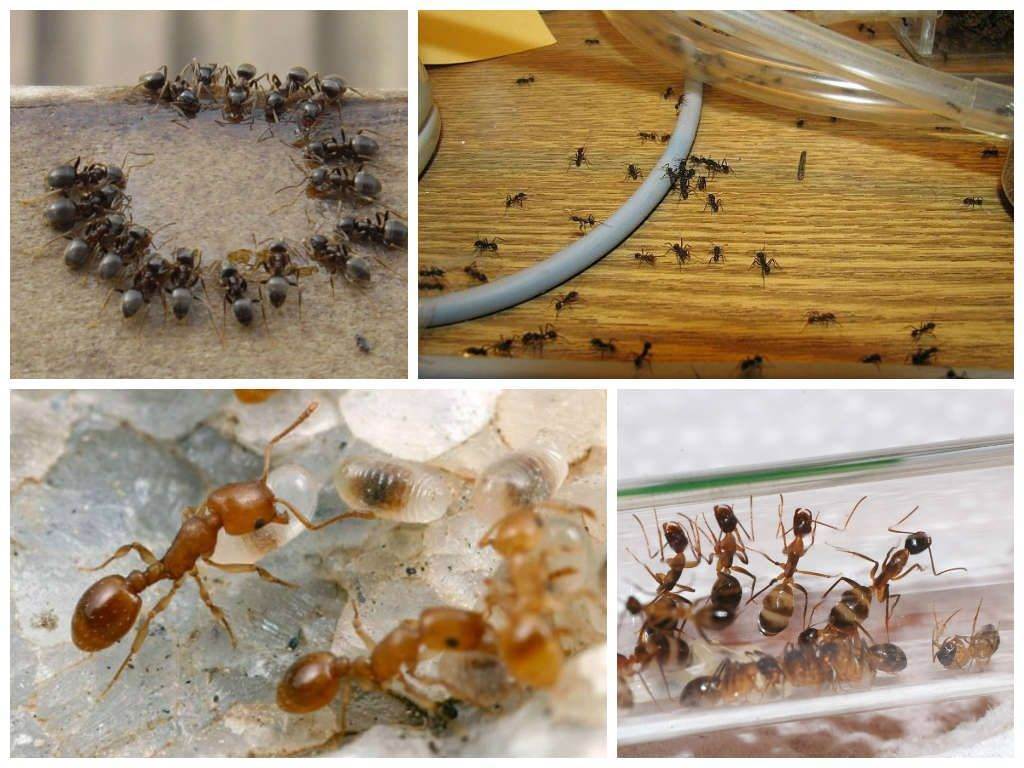 Завелись муравьи в доме- как избавиться своими руками? лучшие способы борьбы +видео