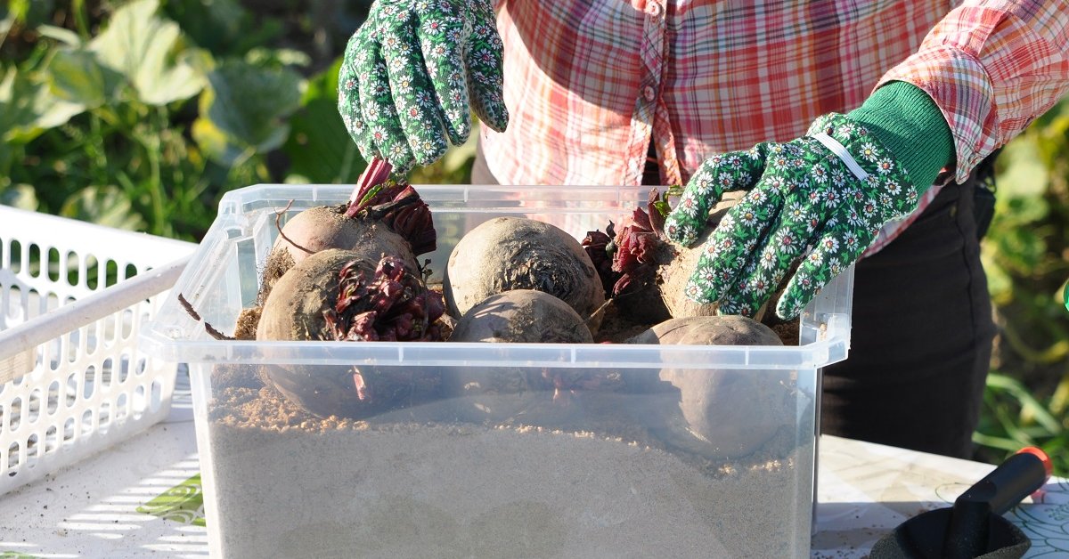 свекла в погребе. свекла. хранение свеклы. свекла хранение зимой. свекла хранение зимой.