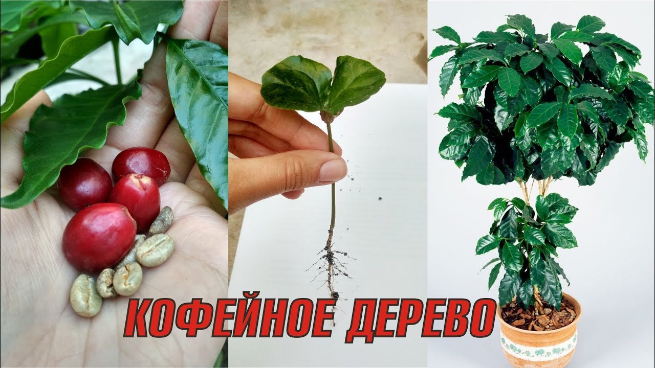 Растение кофейное дерево, уход в домашних условиях, пересадка, виды, удобрения и болезни