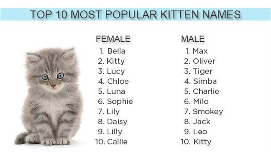 Выбираем кличку для кота или кошки: список красивых, легких, современных и необычных имен