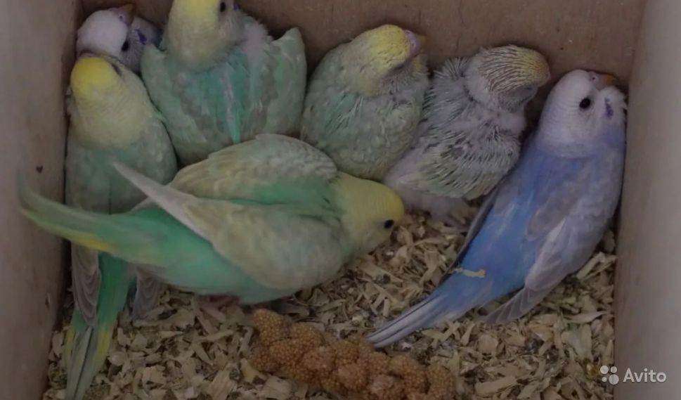Как размножаются попугаи волнистые в домашних условиях фото пошагово