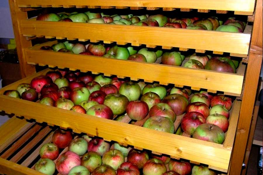 Как хранить яблоки на зиму: как свежие до мая – неожиданно просто | ягодный сад, или прикладное садоводство в советах, вопросах и ответах