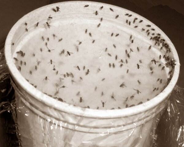 Народные средства для избавления от мух: проверенные рецепты. что отпугивает мух