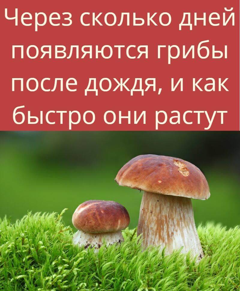 За сколько дней вырастает гриб. как вырастут | дачная жизнь