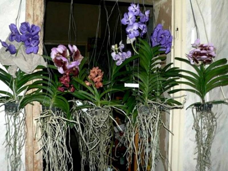 Орхидея ванда: уход в домашних условиях за цветком