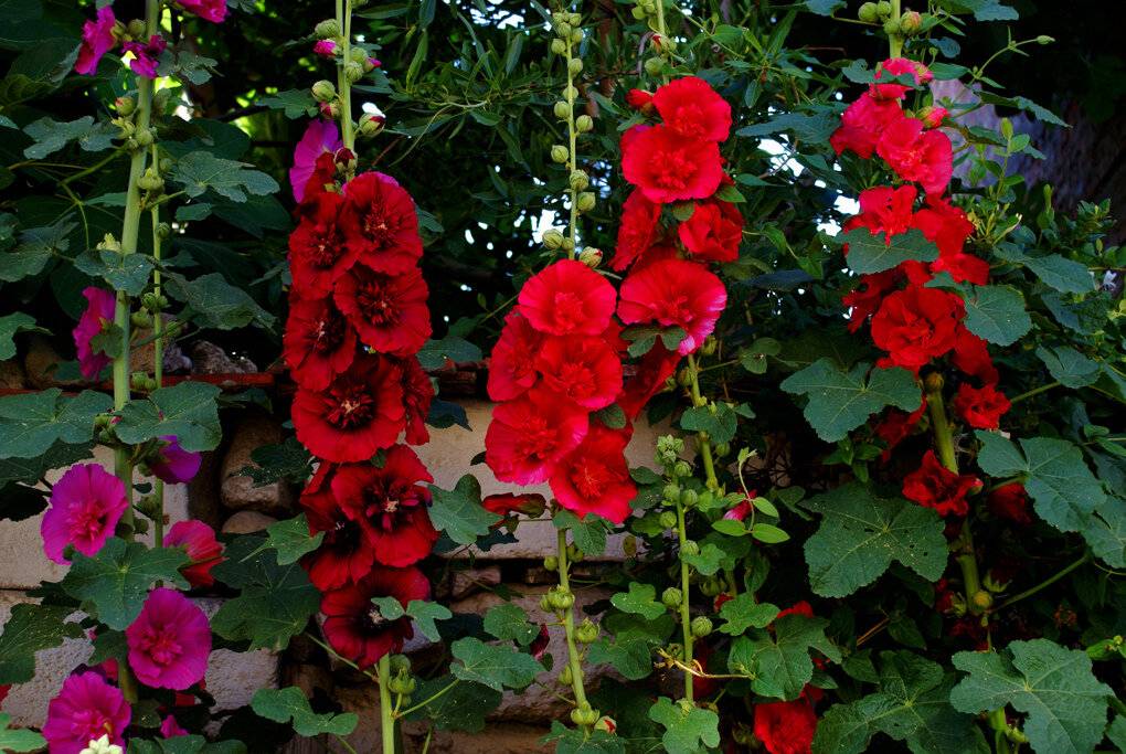 Шток-роза: посадка, уход и фото в открытом грунте, сочетание в ландшафтном дизайне, размножение и выращивание сорта