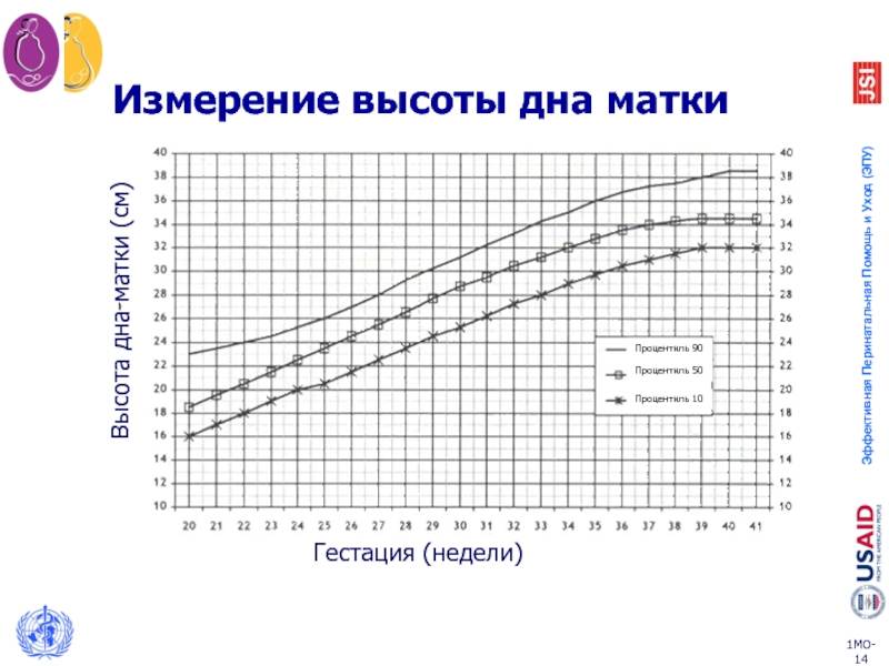 Высота дна матки (вдм) по неделям: как измерить, таблица
