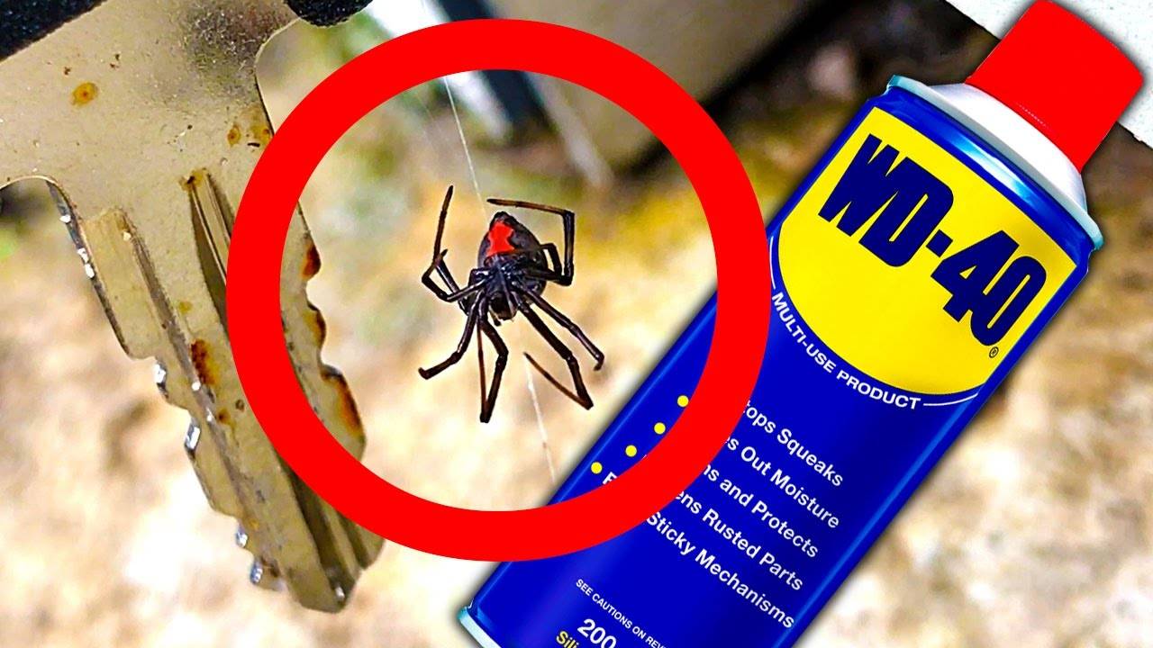 Как избавиться от пауков в квартире, частном доме навсегда