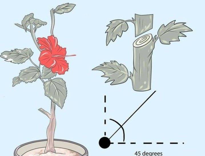 Комнатный гибискус, или китайская роза — красочное цветение и простой уход в домашних условиях. фото — ботаничка