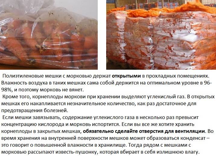 Несколько секретов, как подготовить морковь к хранению на зиму