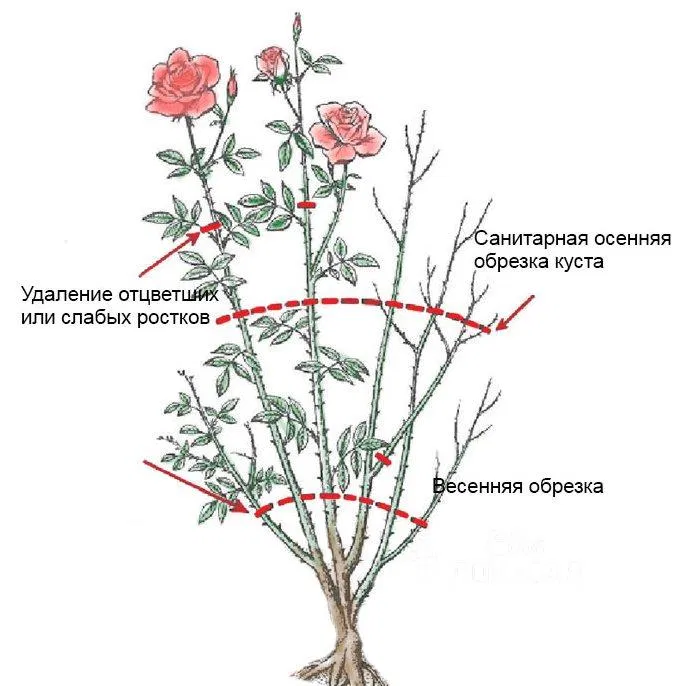 Правила выращивания и ухода за розами в открытом грунте
