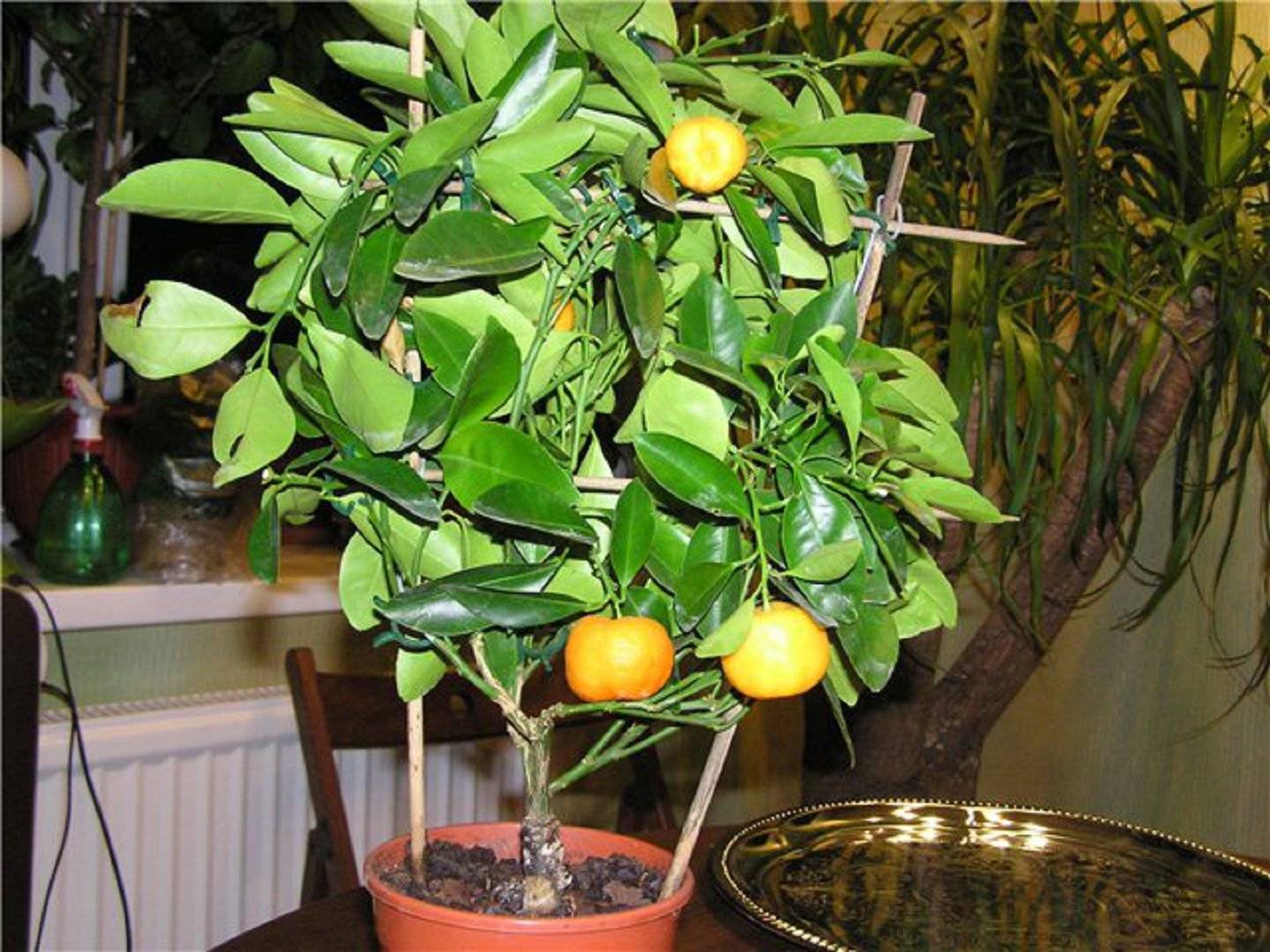 Как посадить дерево мандарина в домашних условиях