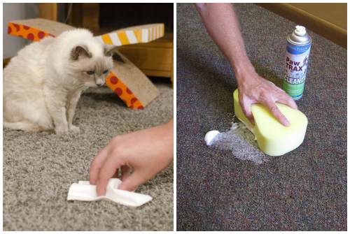 Как избавиться от запаха кошачьей мочи на ковре: чем его вывести