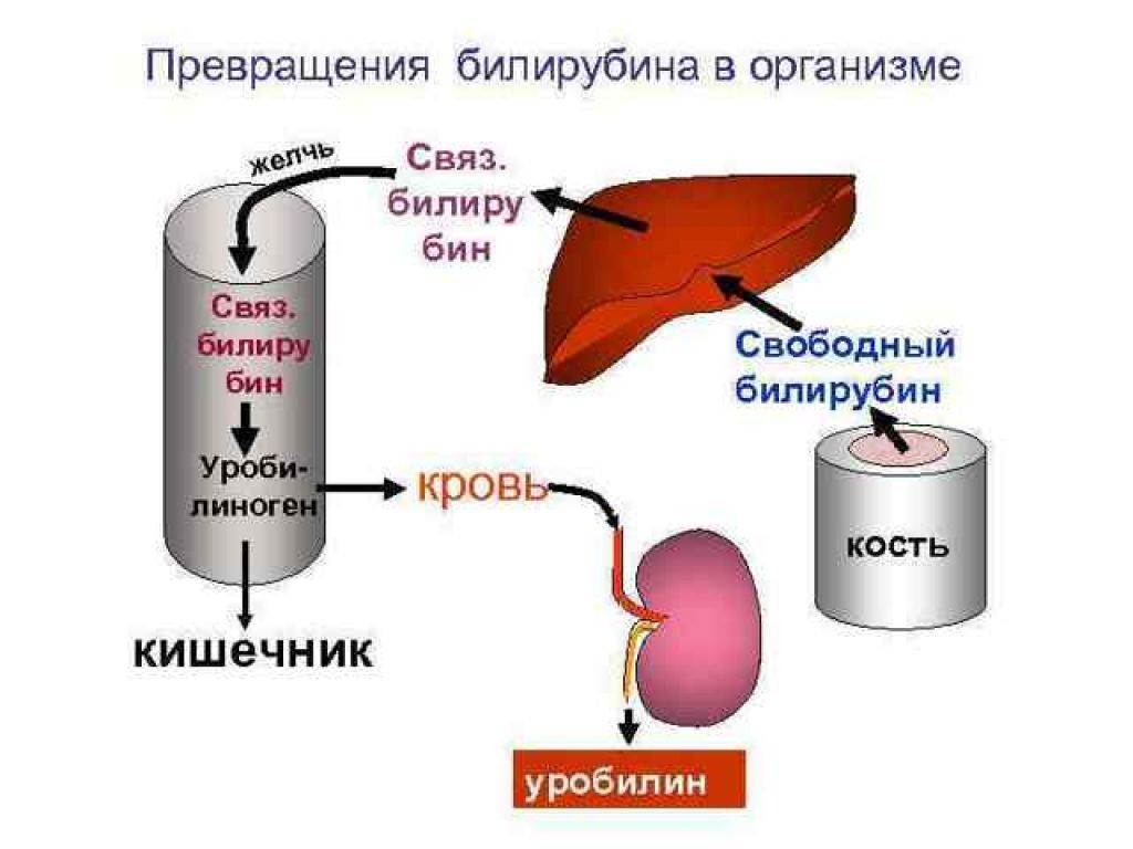 Билирубин понижен. Препараты при повышении билирубина в крови. Препараты снижающие билирубин. Таблетки для понижения билирубина в крови. Свободный (непрямой) билирубин плазмы крови.