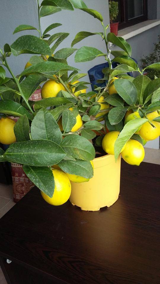 Лимон мейера: описание сорта, выращивание и уход в домашних условиях, обрезка