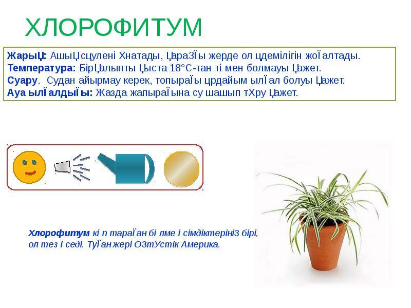 Комнатное растение хлорофитум — как ухаживать за цветком дома — life-sup.ru
