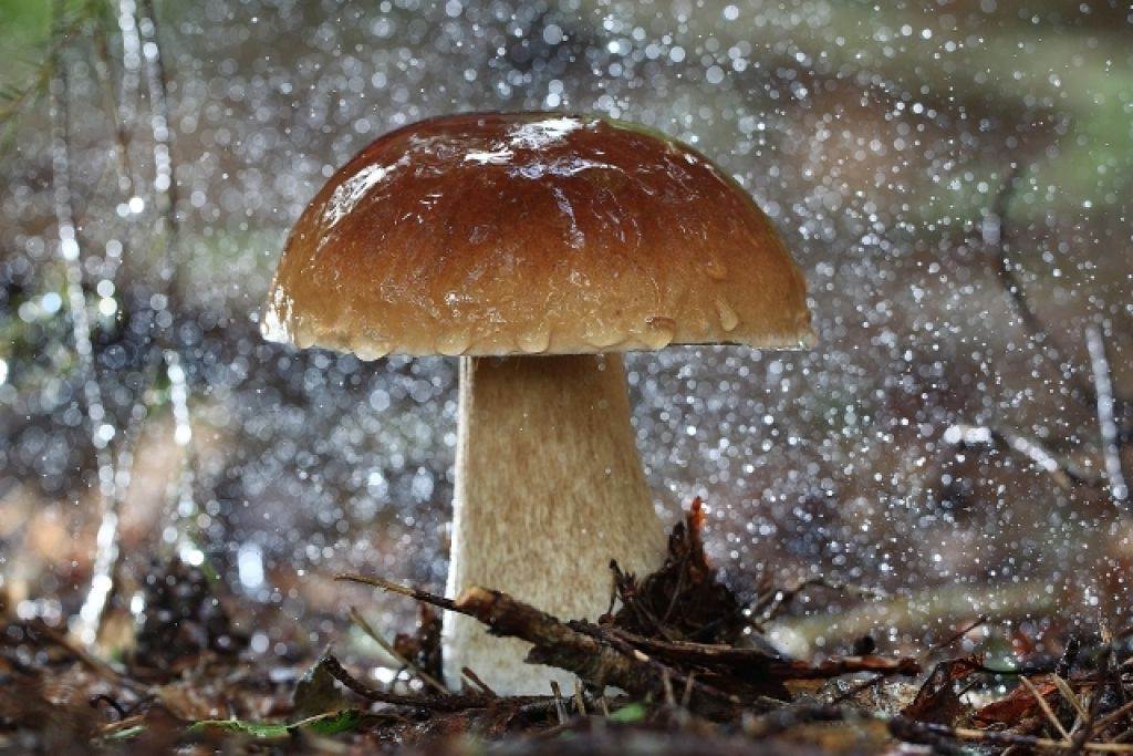 Когда после дождя появляются грибы. дневник грибника.скорость роста грибов.