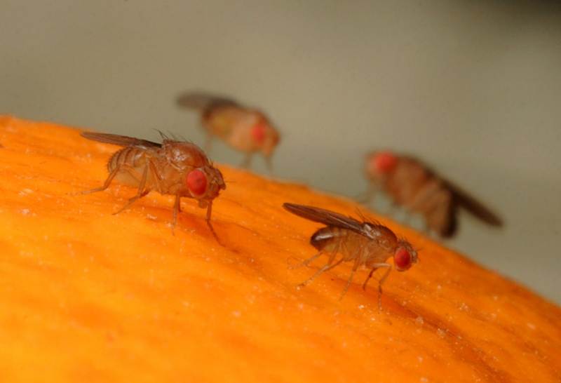 Муха плодовая, или дрозофила: методы борьбы с ней. дрозофилы: как избавиться от назойливых мух, ловушки и другие средства