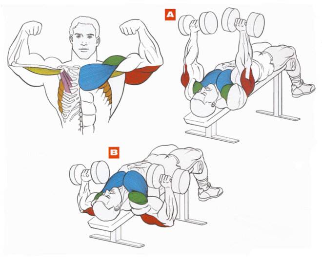 Как накачать грудные мышцы дома/тренажерном зале: обзор лучших упражнений с быстрым эффектом от занятий. советы крутых бодибилдеров