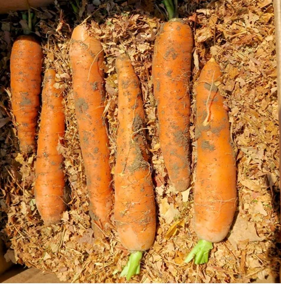 Как хранить морковь и свеклу зимой в домашних условиях