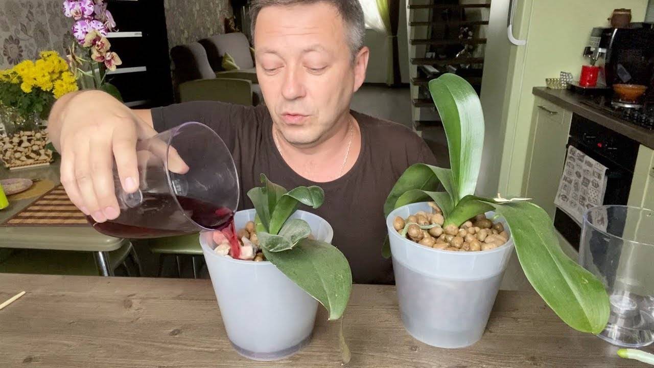 Орхидея фаленопсис - уход в домашних условиях.