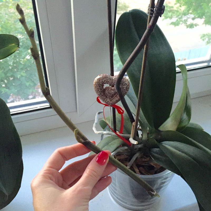 Фаленопсис отцветает, что делать дальше со стрелкой орхидеи, когда обрезать, как обеспечить правильный уход за растением в домашних условиях после распускания?