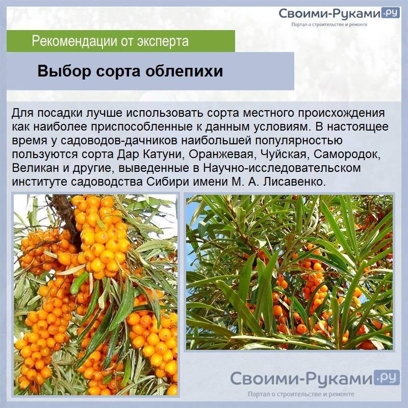 Как сохранить облепиху на зиму в домашних условиях