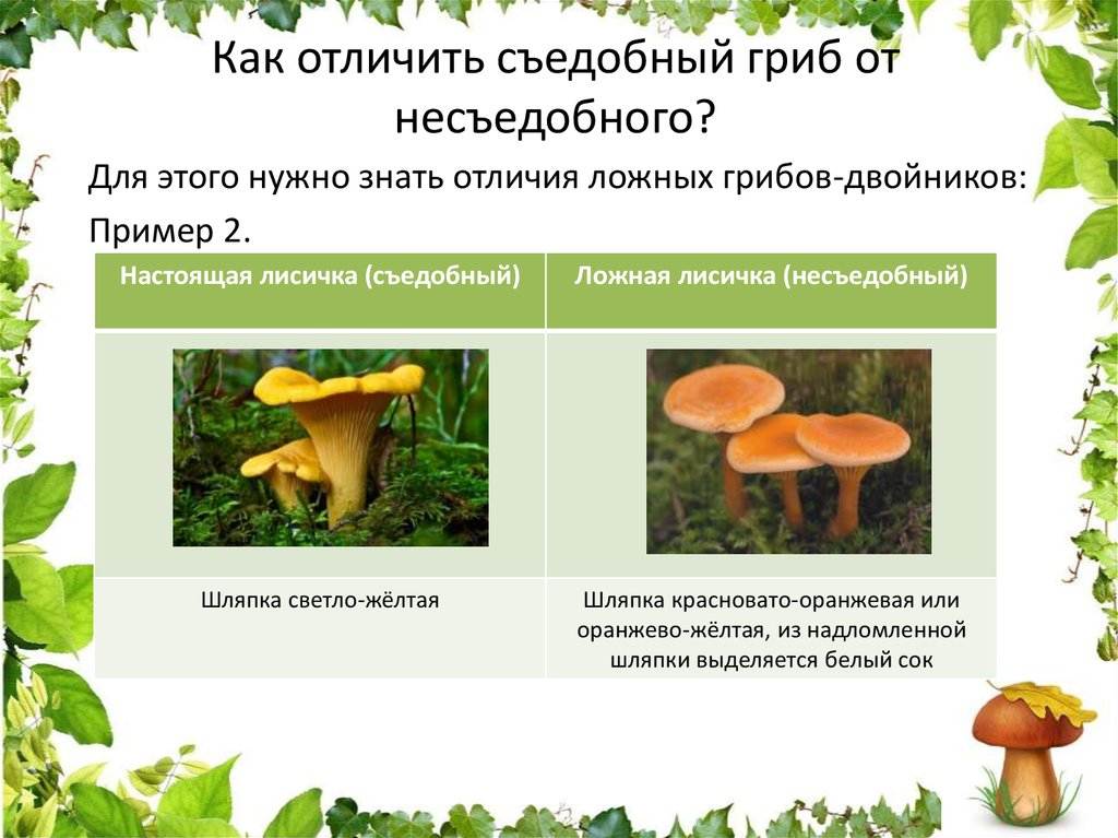 Белый гриб ядовитый гриб или нет. как отличить ядовитые грибы от съедобных | дачная жизнь
