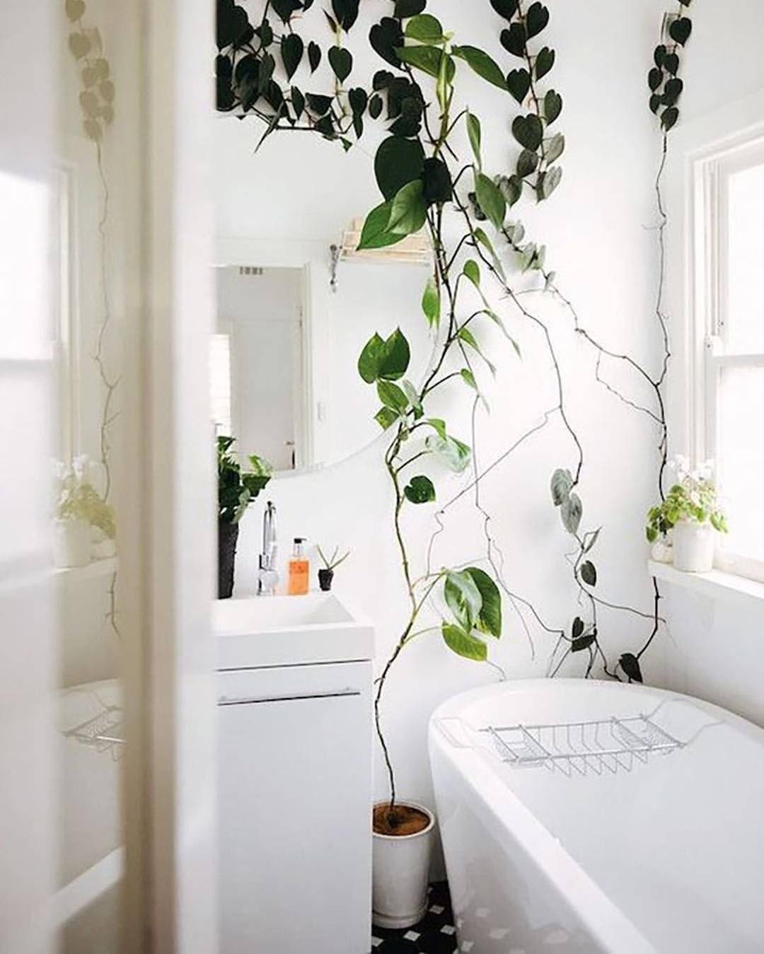 Растения для ванной комнаты без окна, правильное размещение