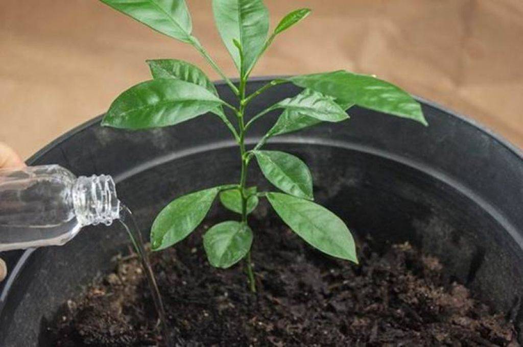 Как вырастить мандарин из косточки в горшке в домашних условиях: посадка, выращивание и уход дома