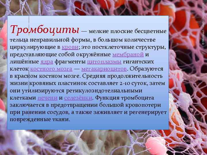 Тромбоциты по фото