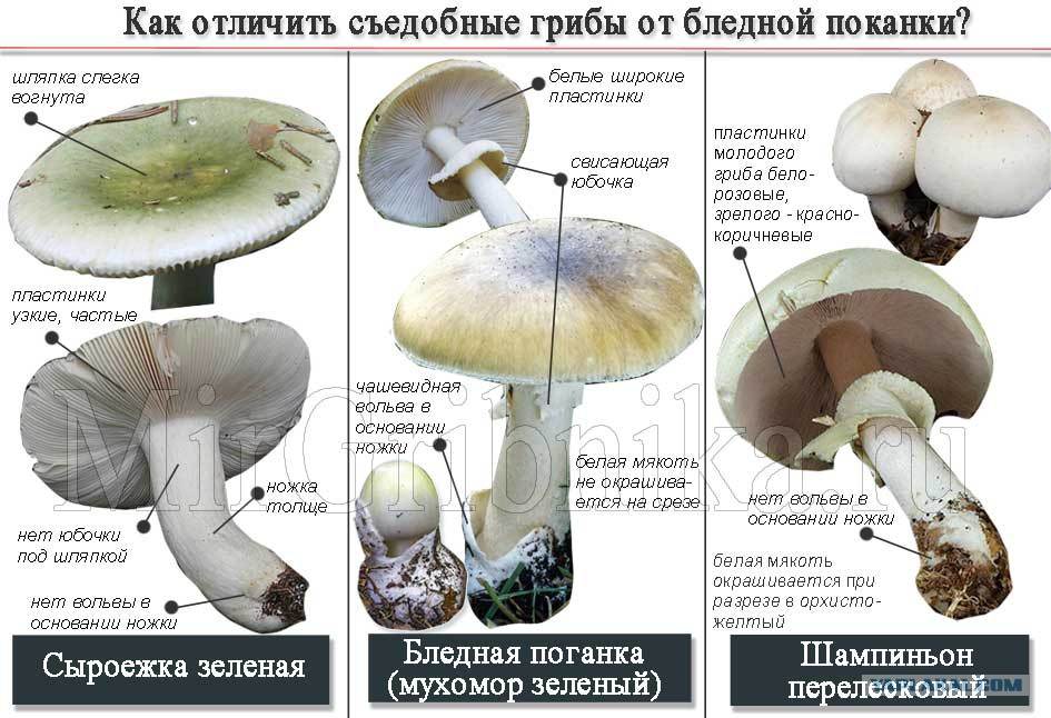 Миколог рассказал, как отличить съедобный гриб от ядовитого