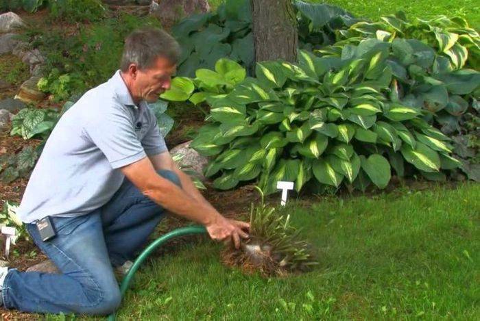 Как вырастить и ухаживать за папоротником в саду