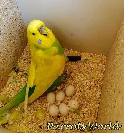 Волнистые попугаи размножение в домашних условиях